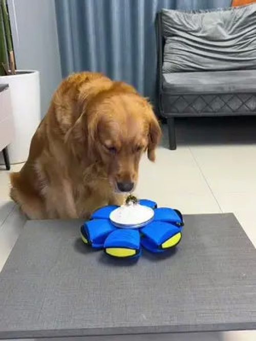 哎呀我滴媽！萌寵也能玩轉的寵物之家用品大賞