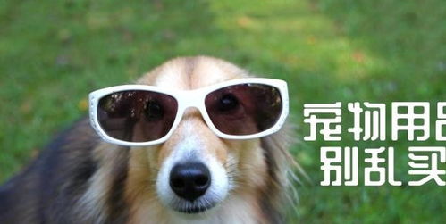 這五種寵物用品買回家就閑置，但鏟屎官基本都會中招