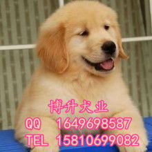 萌寵之選，貼心之托 上海市黃浦區囡囡寵物用品商店